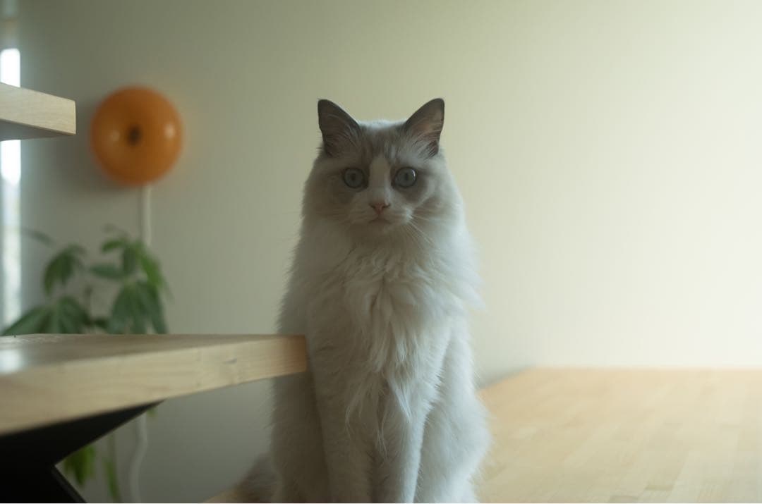 LEICA ELMAR M 50mm F2.8 (ライカ エルマー 沈胴式）