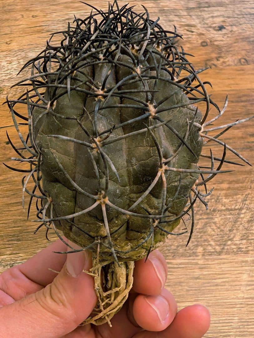 ゴ*ン様 【希少】コピアポア　グリセオビオラセア　栗星玉　現地球カキコ　発根済み