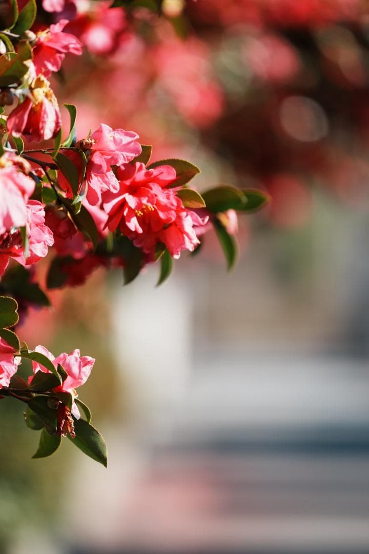 プロ愛用｜SONY SEL100400GM 家族の最高の瞬間を逃さない 398