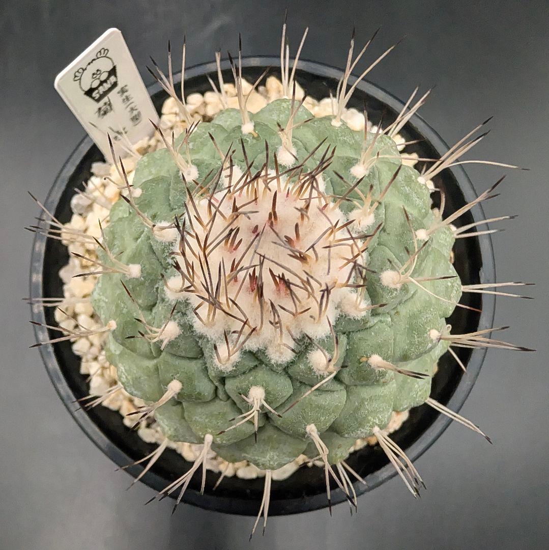 菊水 大型タイプ 実生 鉢植えメルカリ便送料込み