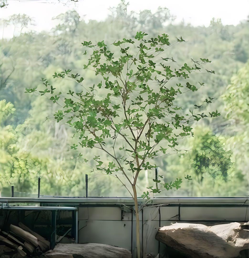 光触媒　人工観葉植物　ウ　フェイクグリーン　ドウダンツツジ200FST