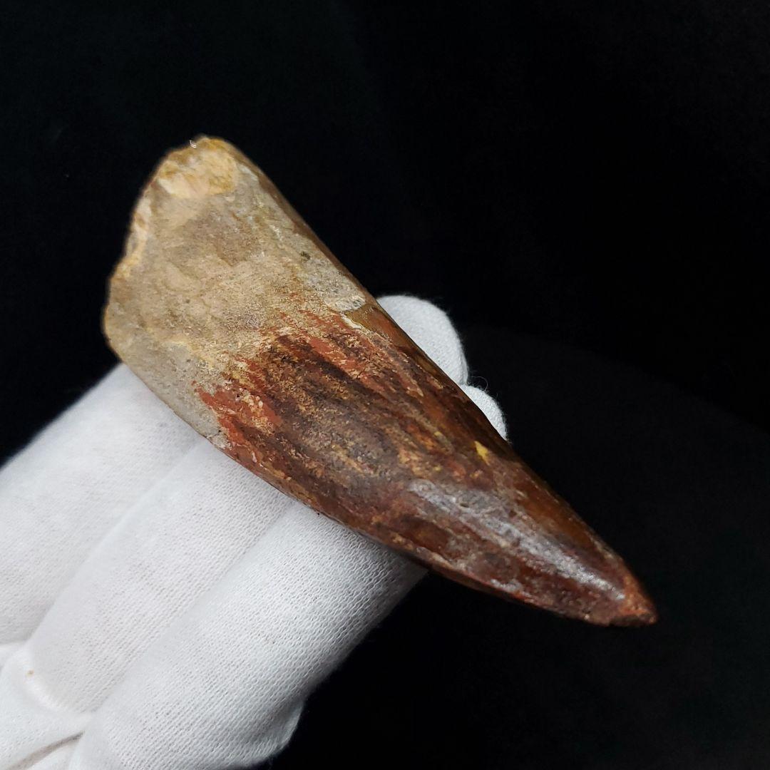 極上 スピノサウルス 本物 モロッコ産 85.33mm  sp432