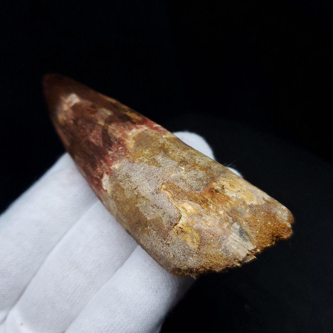 極上 スピノサウルス 本物 モロッコ産 85.33mm  sp432