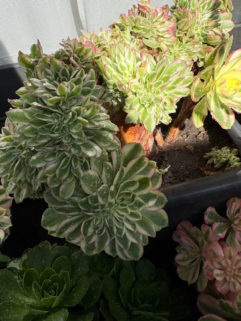 アエオニウム　傾城綴化