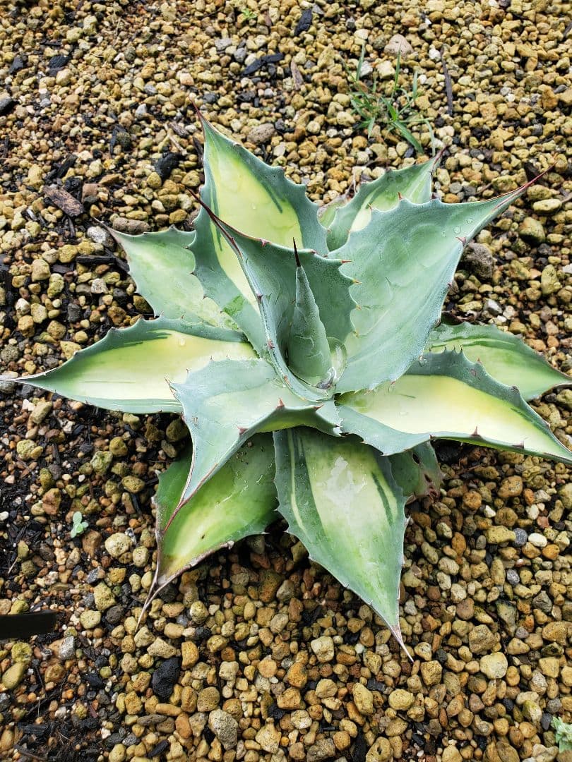 アガベ オバティフォリア　中斑　アウェイクニングエンジェル