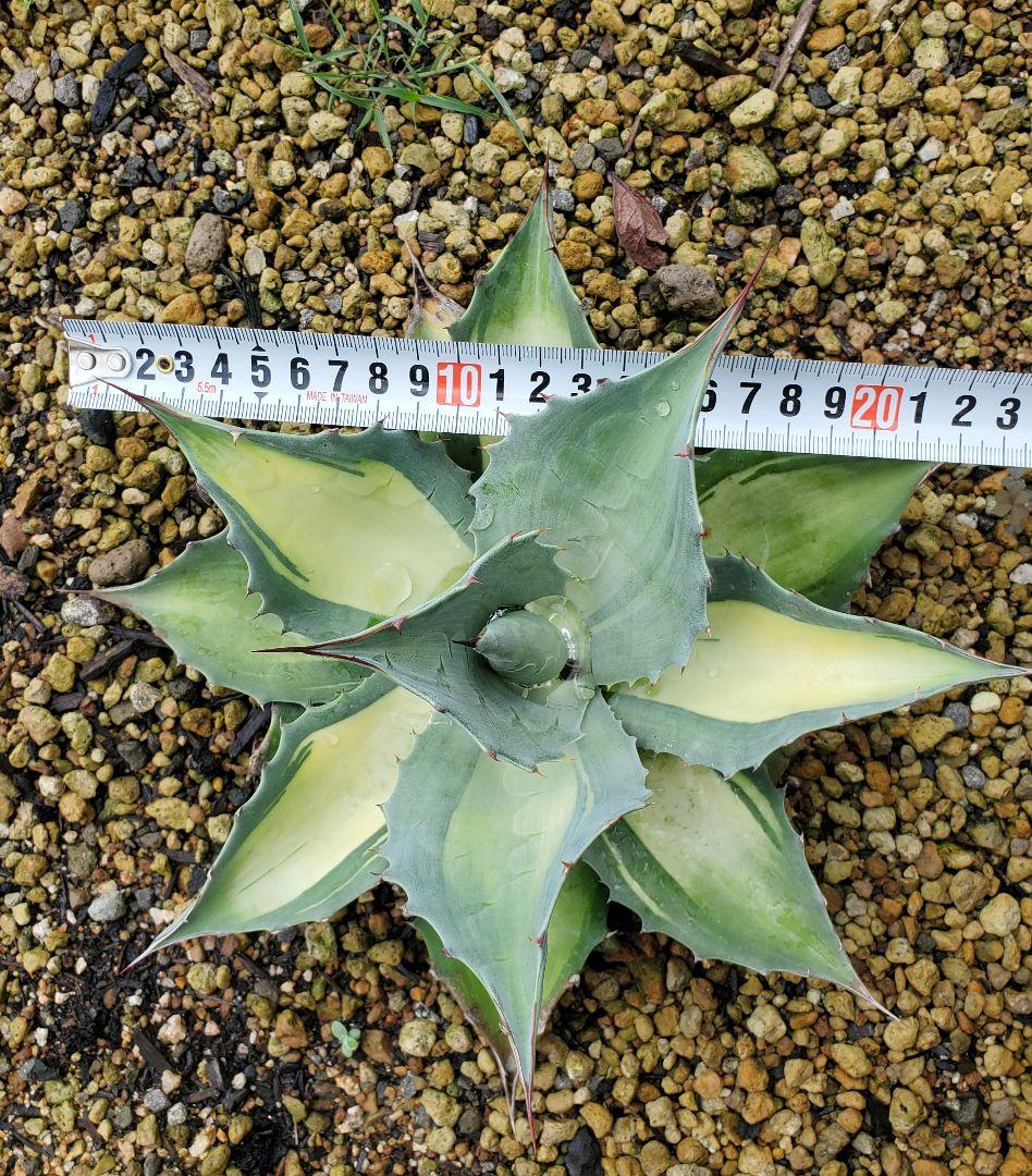 アガベ オバティフォリア　中斑　アウェイクニングエンジェル