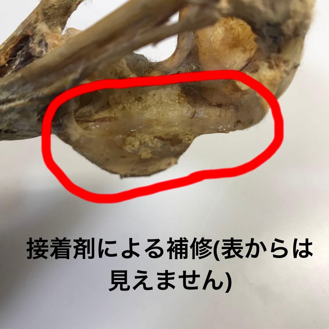 猛禽　頭骨　ワシ　タカ