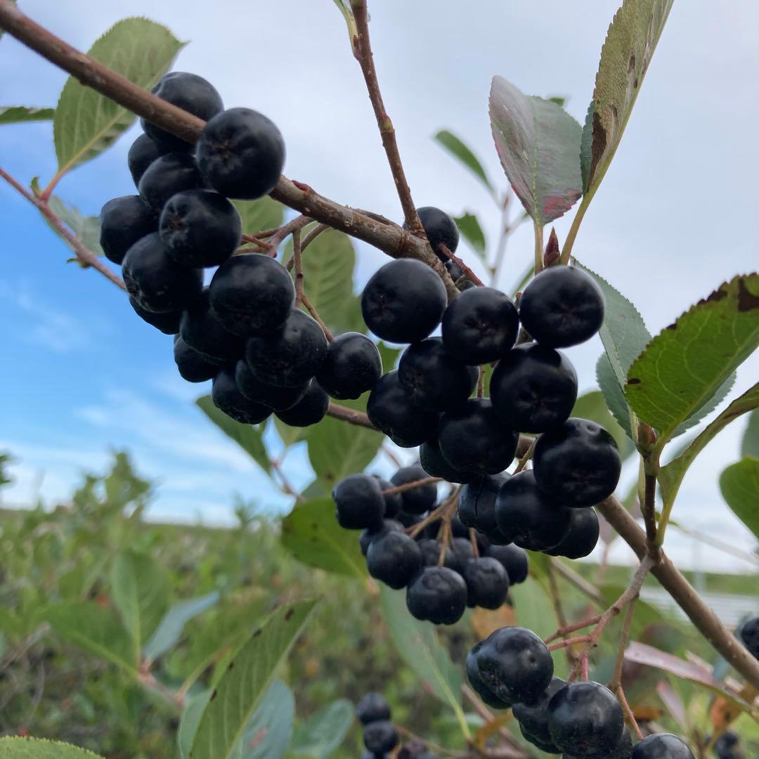 北海道産アロニア冷凍果実 5kg