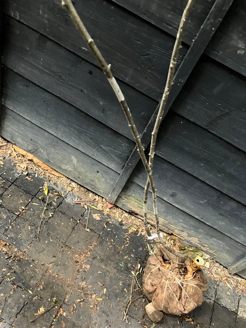 81 山採り　アオダモ