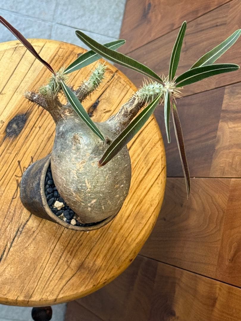 グラキリス【コレクション株】【発根済】【作家鉢】