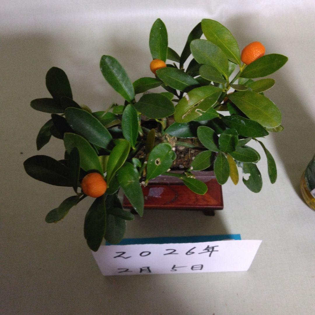 キンズ小品盆栽です。4個実が付いています。黒松盆栽、しんぱく盆栽、五葉松盆栽