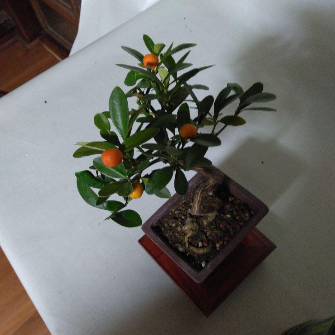 キンズ小品盆栽です。4個実が付いています。黒松盆栽、しんぱく盆栽、五葉松盆栽