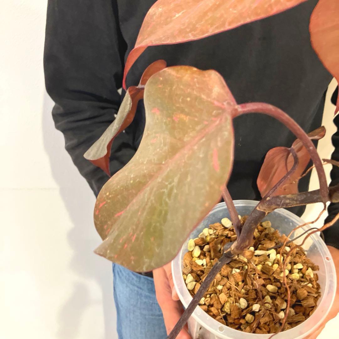 超希少❗️猫チップ植え替え済❗️フィロデンドロン　オレンジプリンセス✨