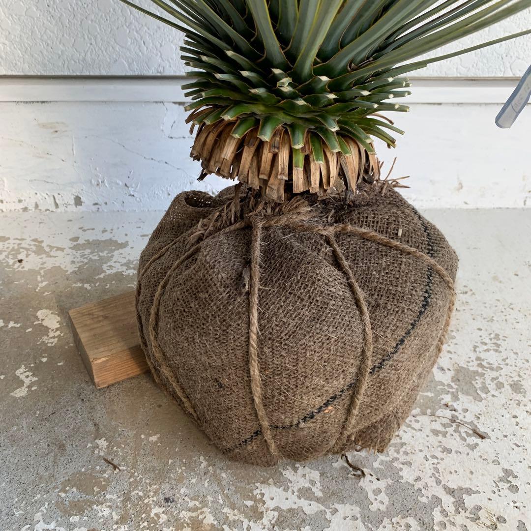 ユッカ　ロストラータ　【耐寒性/ドライガーデン/ロックガーデン 】23