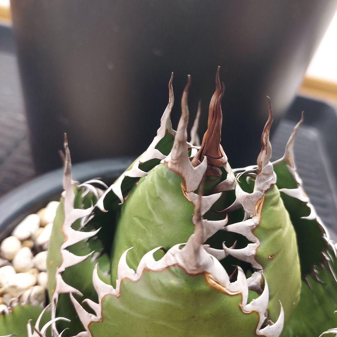アガベ　ホリダ　陽炎　ボールタイプ　発根済み　鉢ごと発送　メルカリ便　ボタニカル