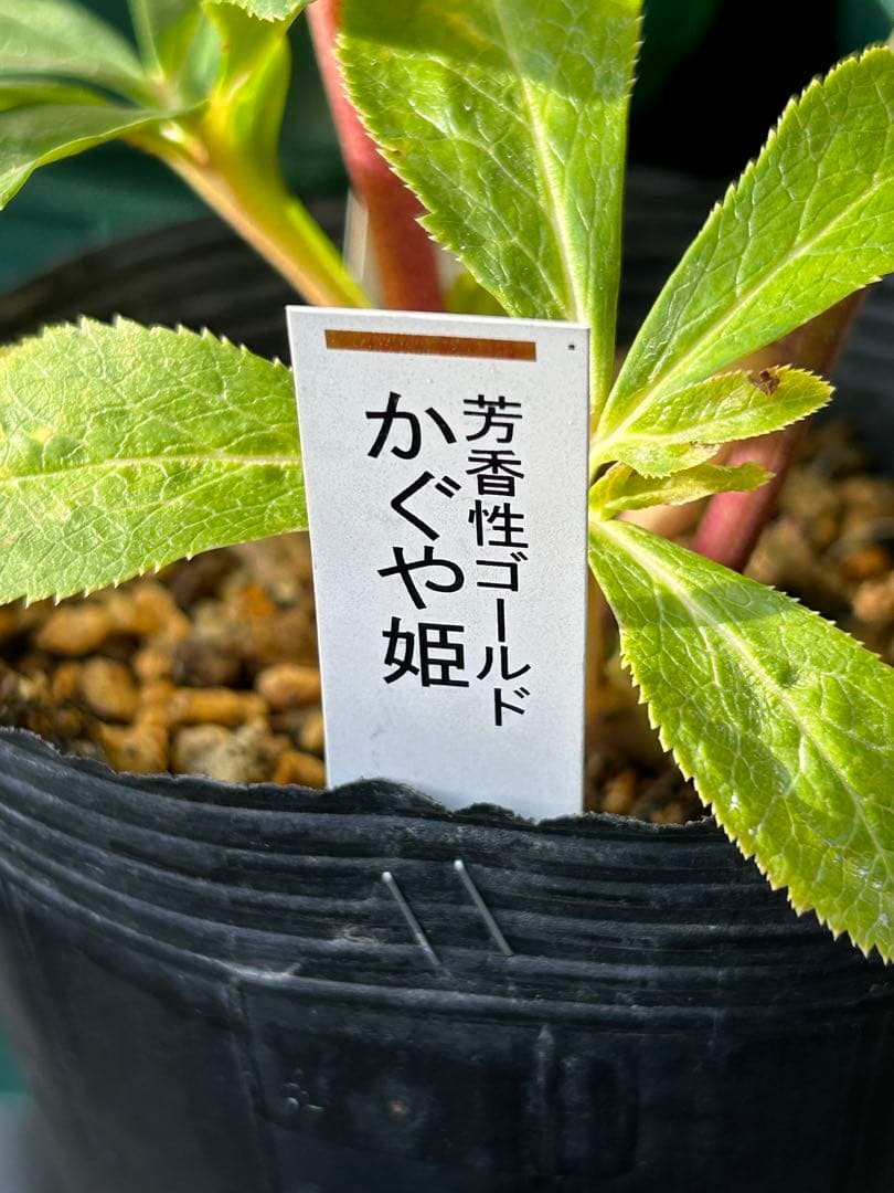 クリスマスローズ かぐや姫