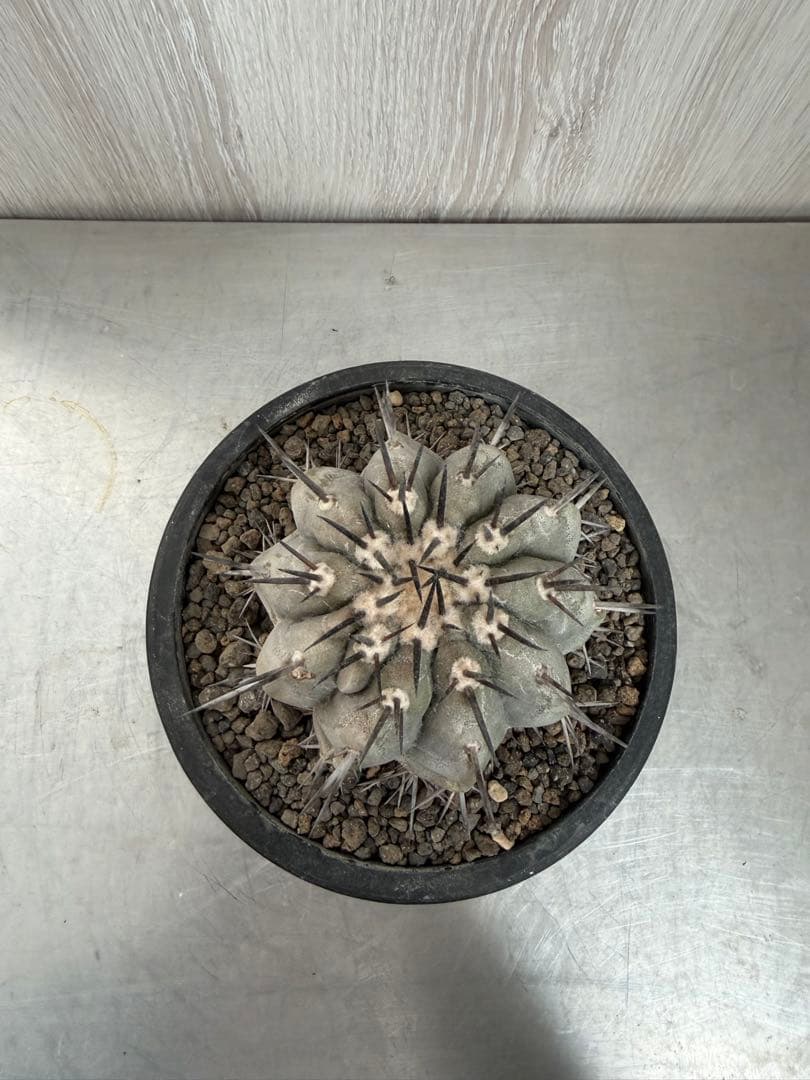 黒王丸　シネレア　コピアポア　発根済