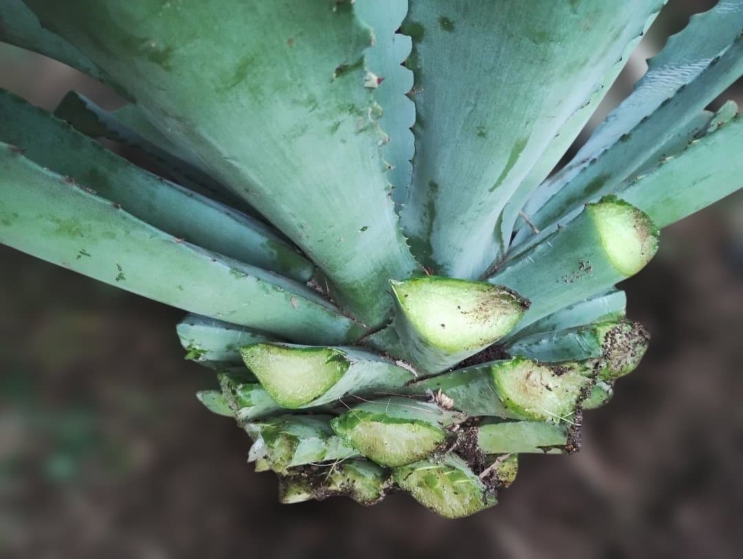 超大型アガベ　アリゾニカ　傷葉　葉裂け有、下葉カット　160サイズで梱包予定です