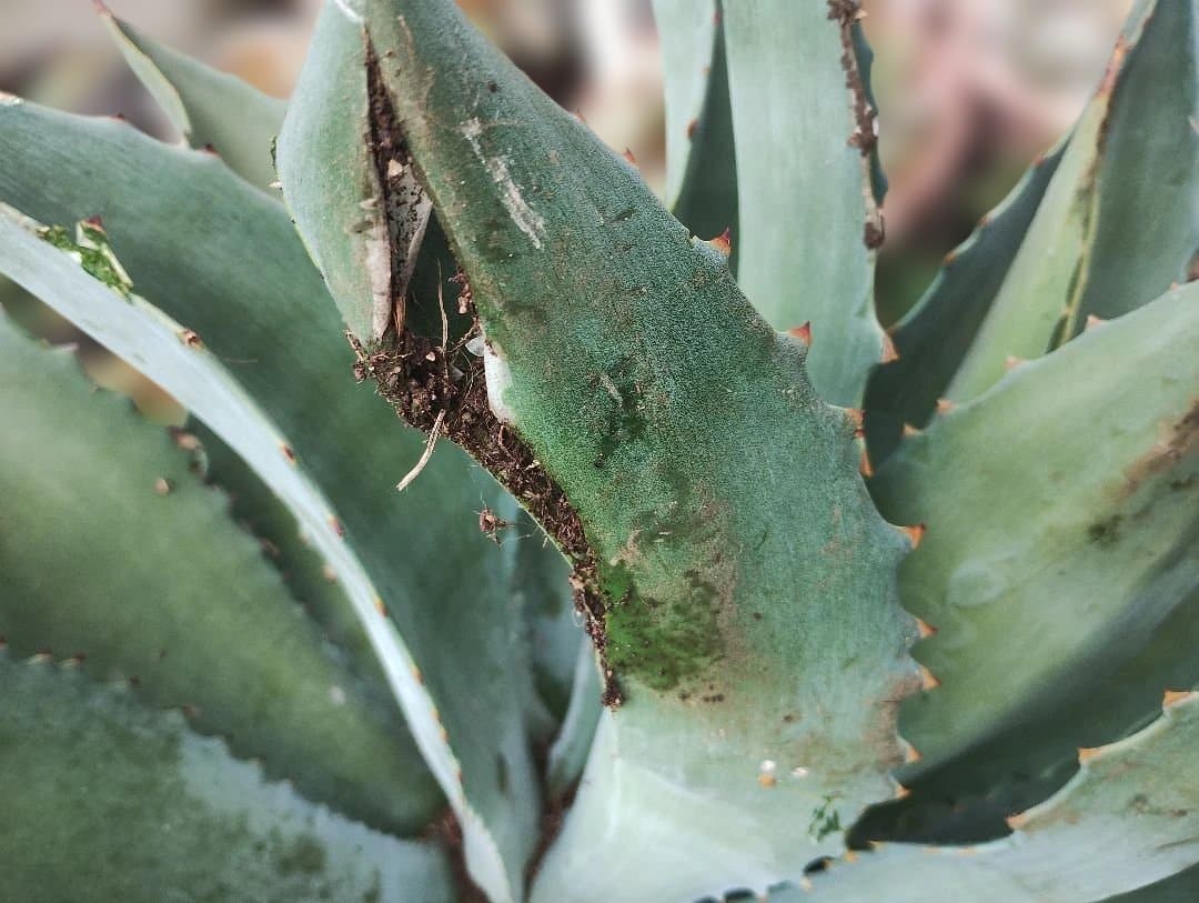 超大型アガベ　アリゾニカ　傷葉　葉裂け有、下葉カット　160サイズで梱包予定です