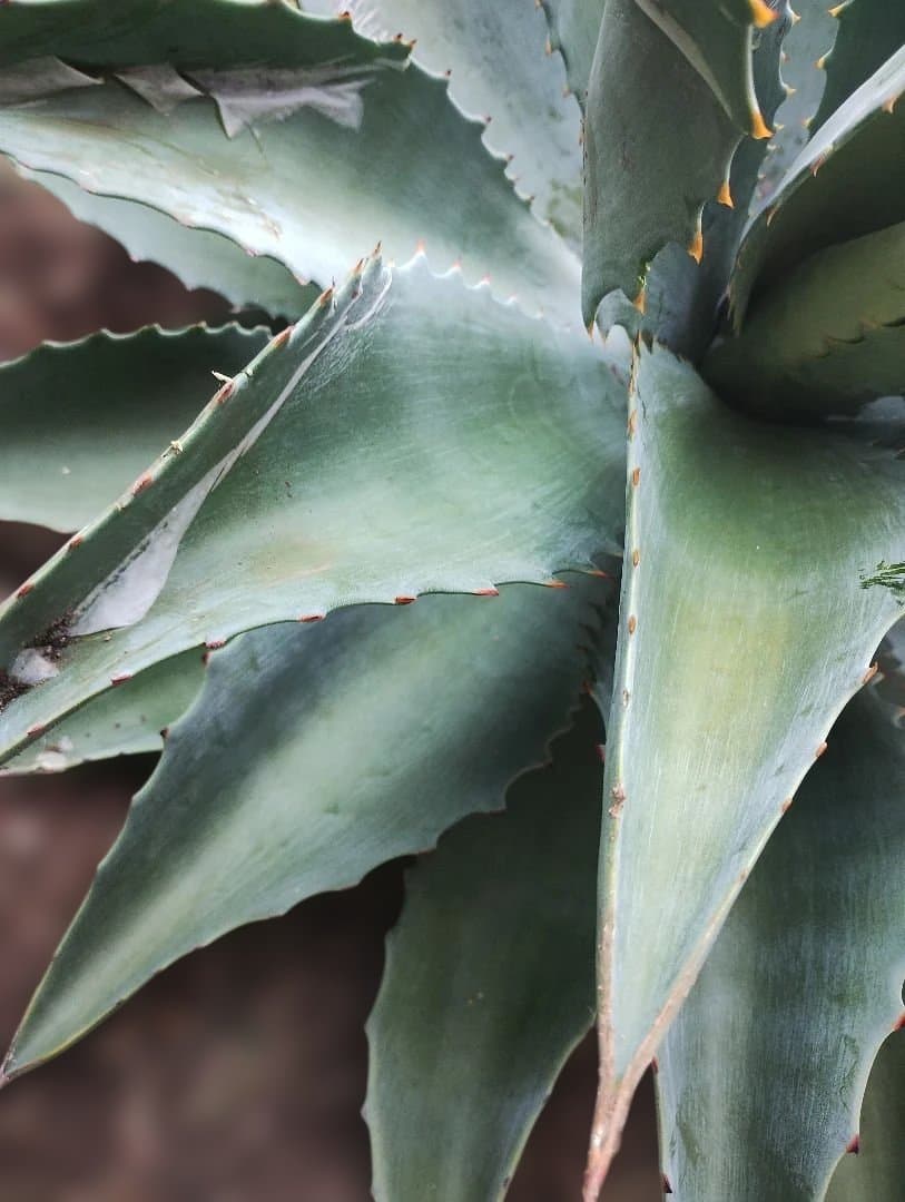 超大型アガベ　アリゾニカ　傷葉　葉裂け有、下葉カット　160サイズで梱包予定です