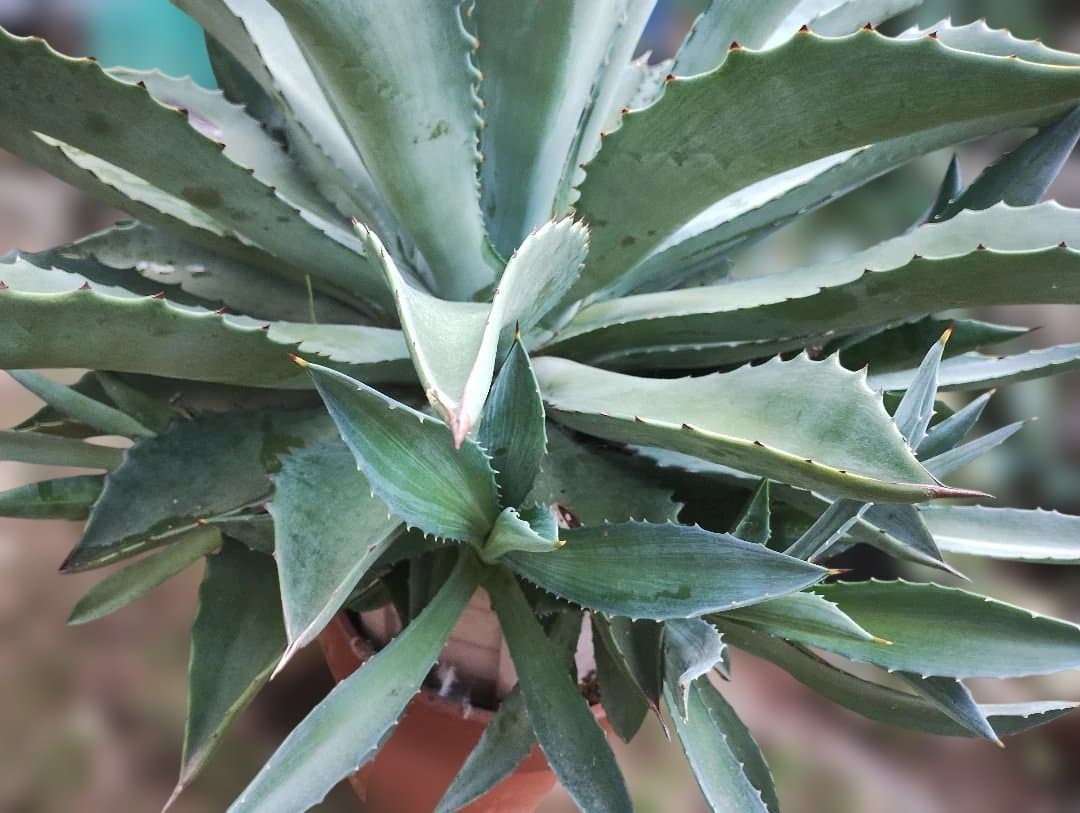 超大型アガベ　アリゾニカ　傷葉　葉裂け有、下葉カット　160サイズで梱包予定です