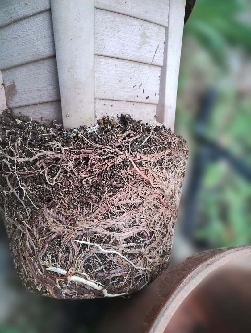 超大型アガベ　アリゾニカ　傷葉　葉裂け有、下葉カット　160サイズで梱包予定です