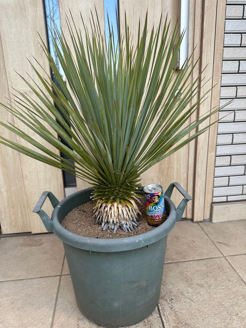 美形　ユッカロストラータ　ドライガーデン　シンボルツリー　ガーデニング　シルバー