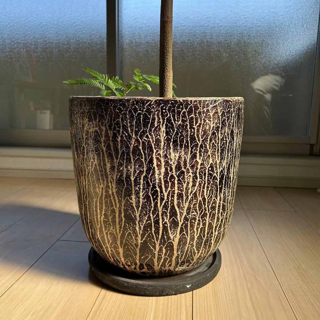 引取限定！【高級鉢カバー付き】大型エバーフレッシュ　観葉植物　曲がり