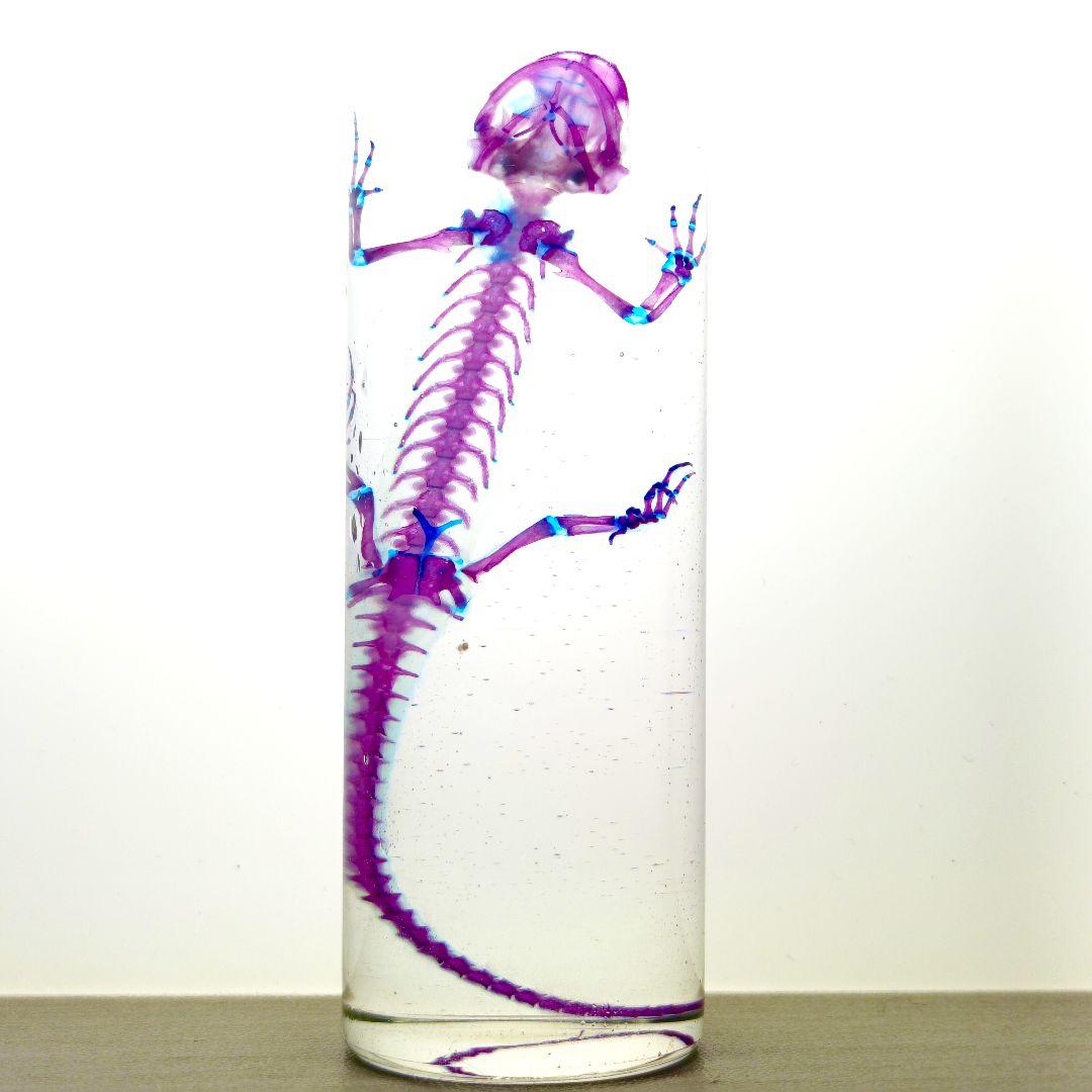 極美品【1点物】アカハライモリ① 8-9cm 50ml