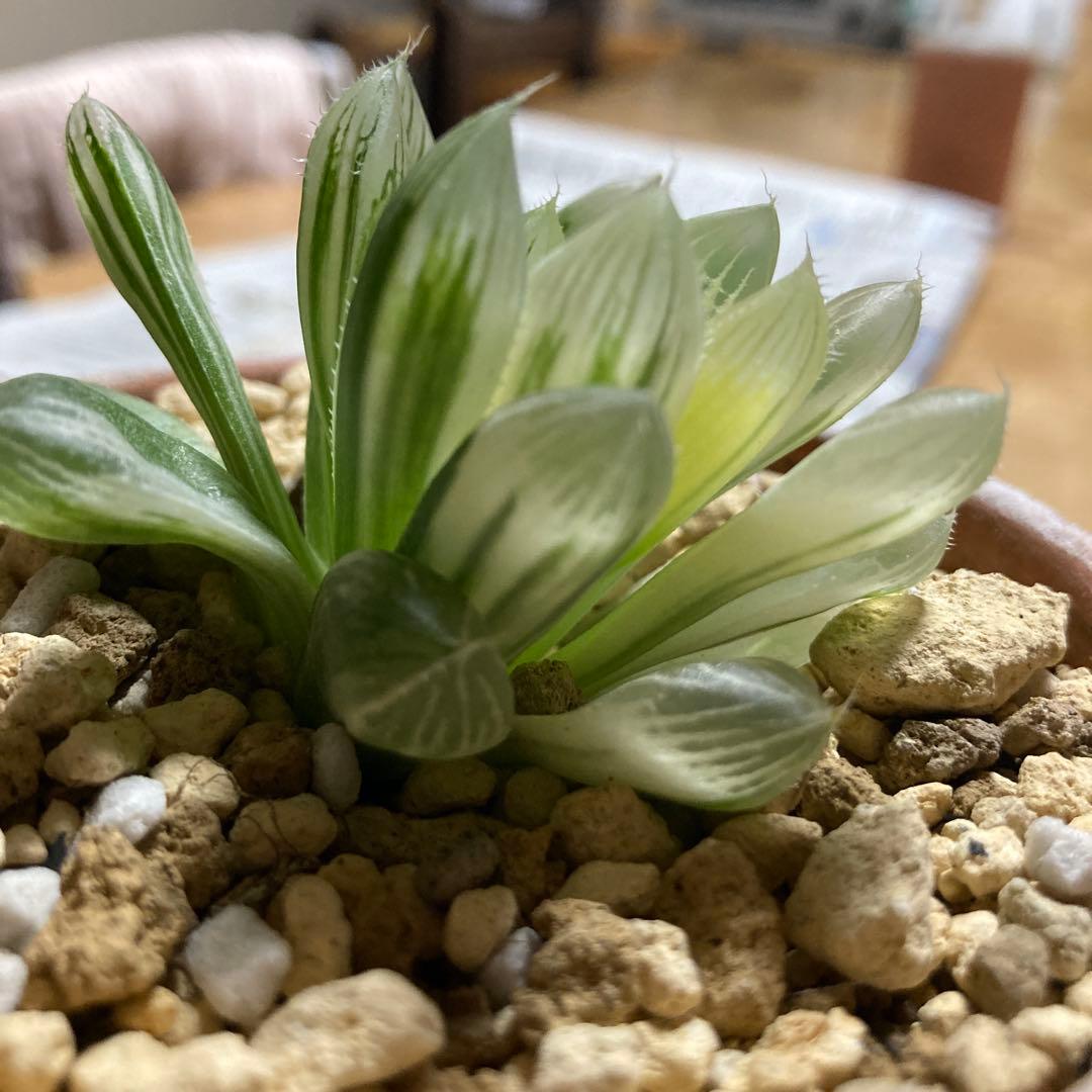 セール　ハオルチア　白蛇伝