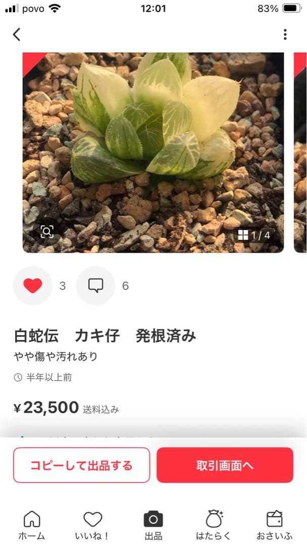 セール　ハオルチア　白蛇伝