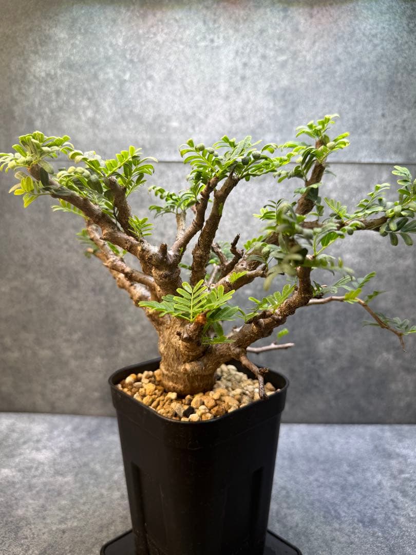 センナ　メリディオナリス　海外実生　発根済み　430