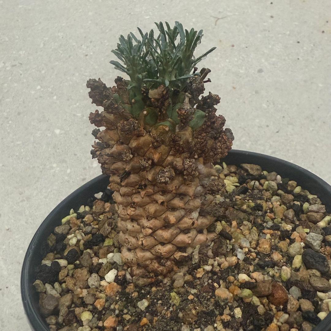 塊根植物euphorbia namibensisユーフォルビアナミベンシス