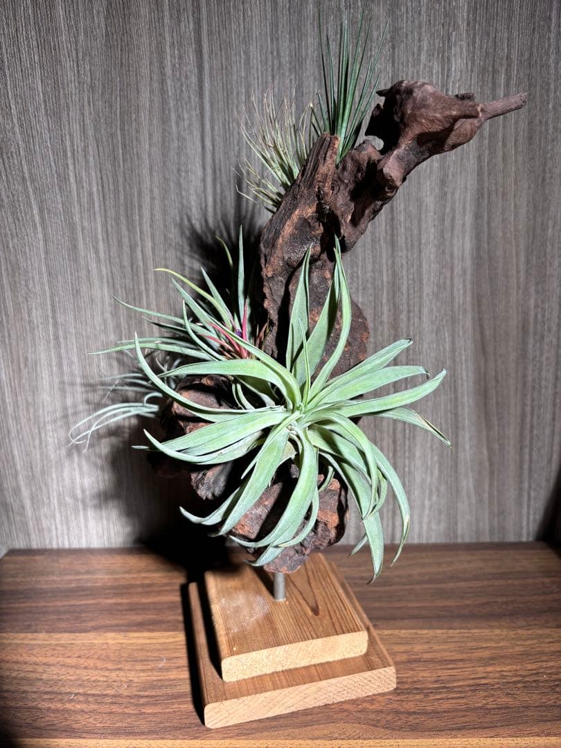 エアープランツ流木インテリア