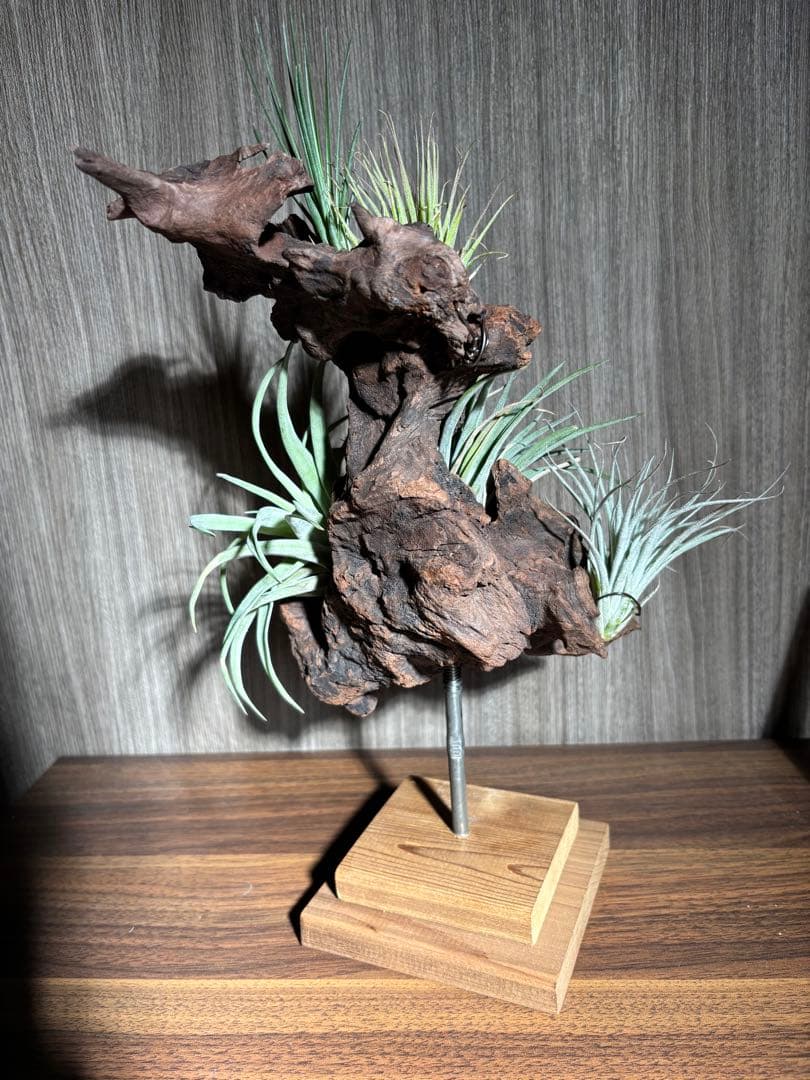 エアープランツ流木インテリア