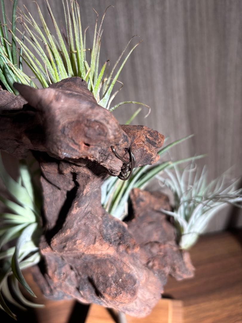 エアープランツ流木インテリア