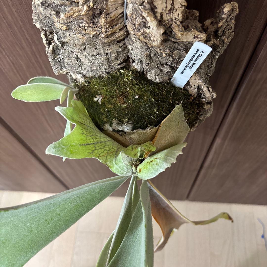 ビカクシダ ハクナマタタ（vandaka）　子株付き