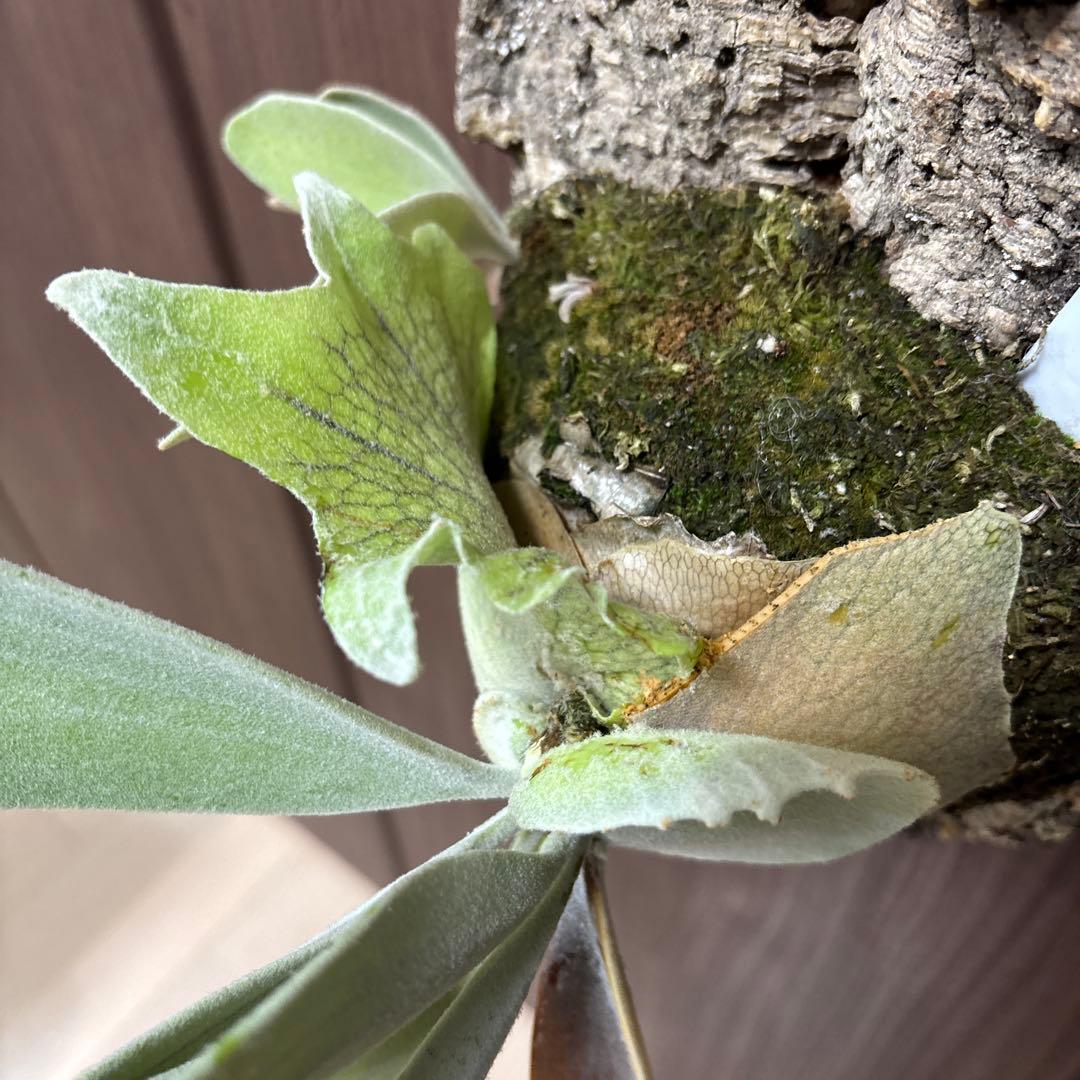 ビカクシダ ハクナマタタ（vandaka）　子株付き