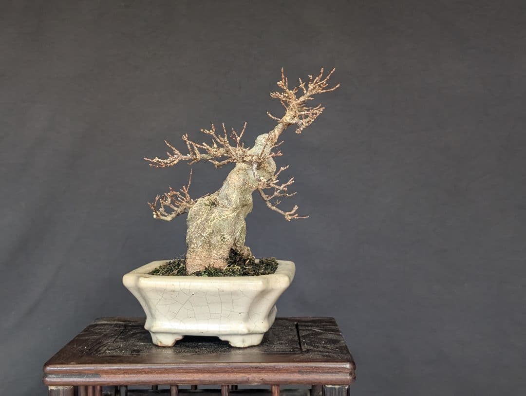 楓　カエデ　ミニ盆栽　小品盆栽　太幹