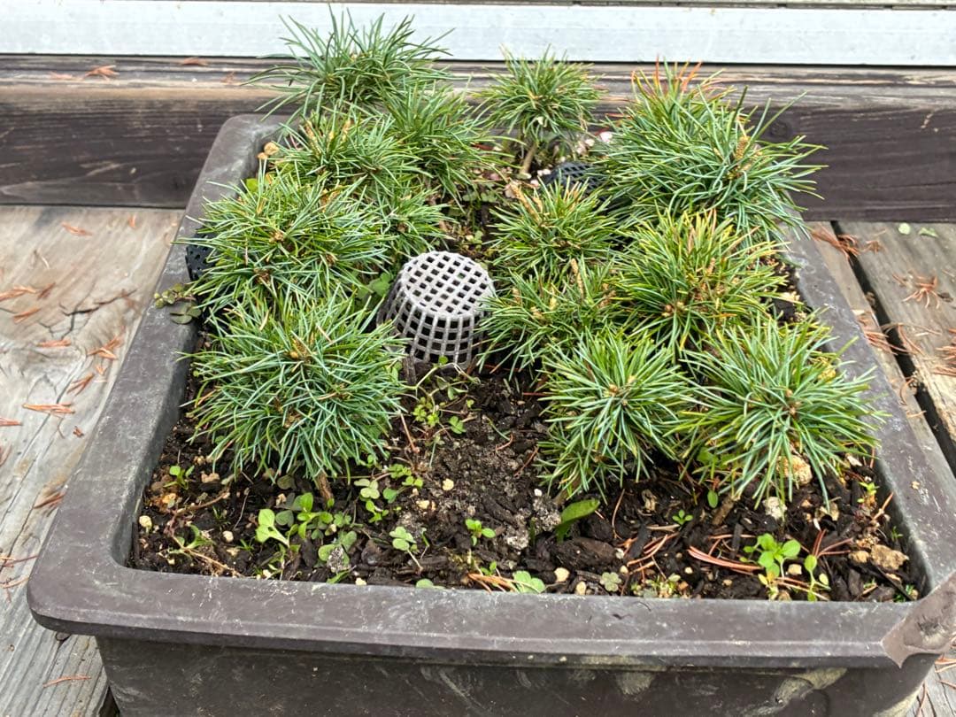 14本セット ★盆栽★ 赤石五葉松　 E-7 ★愛媛県より発送★