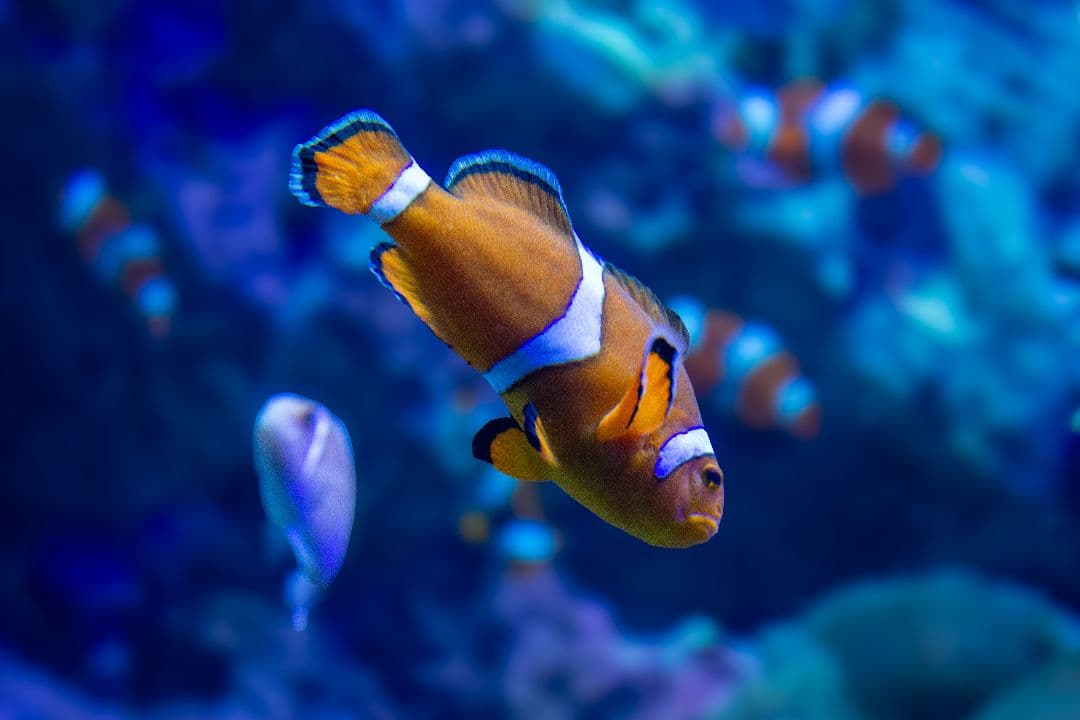 【本日限定値下げ‼️すぐ使える・動作確認済】Canon kissx5