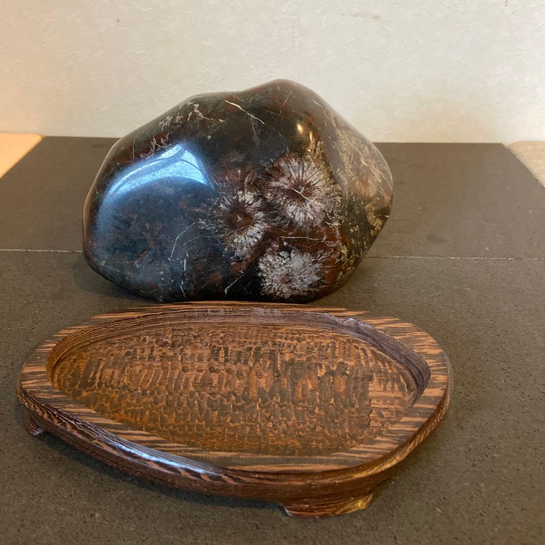 菊花石　★ 鑑賞石　菊花石　水石