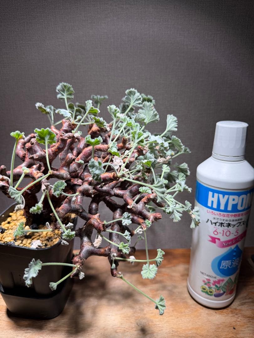 【bon25】ペラルゴニウム ミラビレ