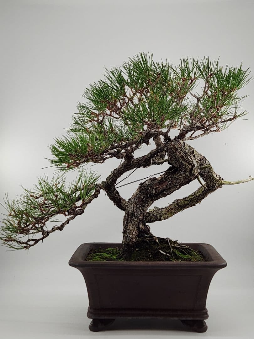 お正月セール 10日まで 大品 懸崖 赤松盆栽 五葉松盆栽 真柏盆栽 懸崖 真柏