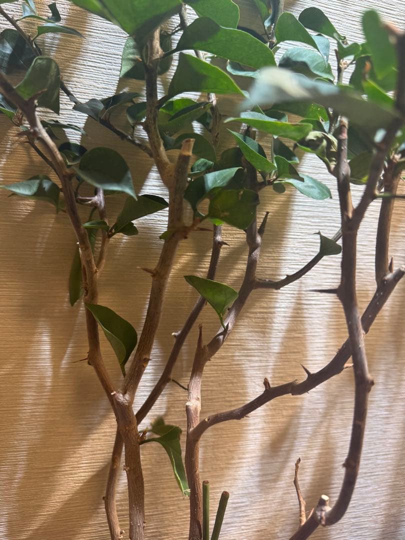 貴重な￼ブーゲンビリア大苗￼