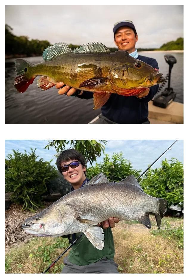 【トランスセンデンス】MISTRAL XX / ミストラル XX /*