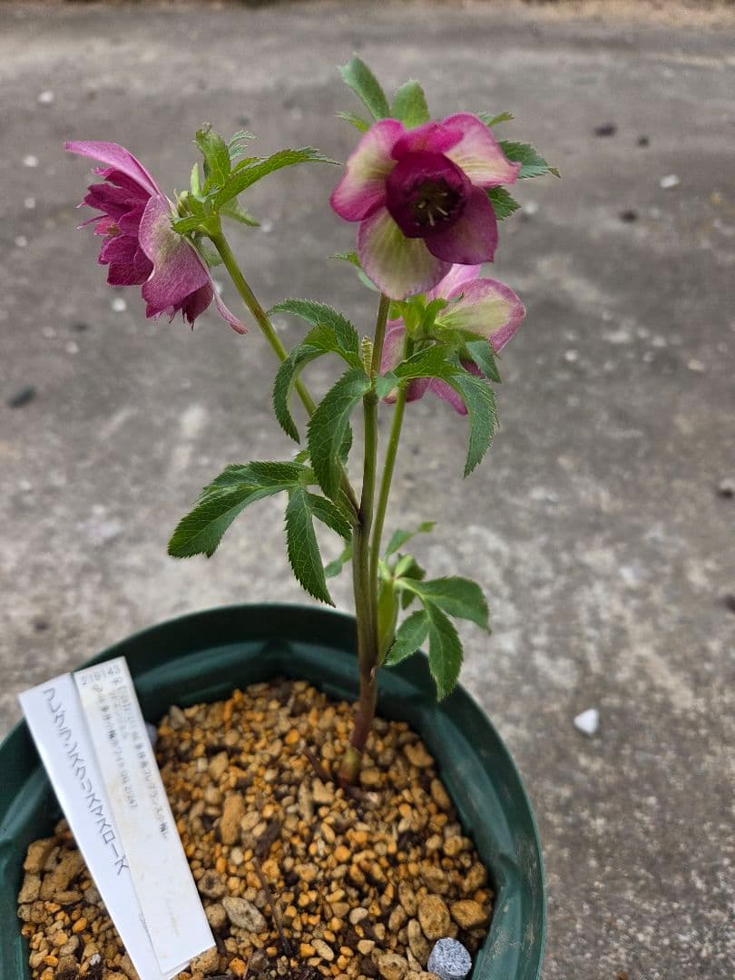 フレグランスクリスマスローズ