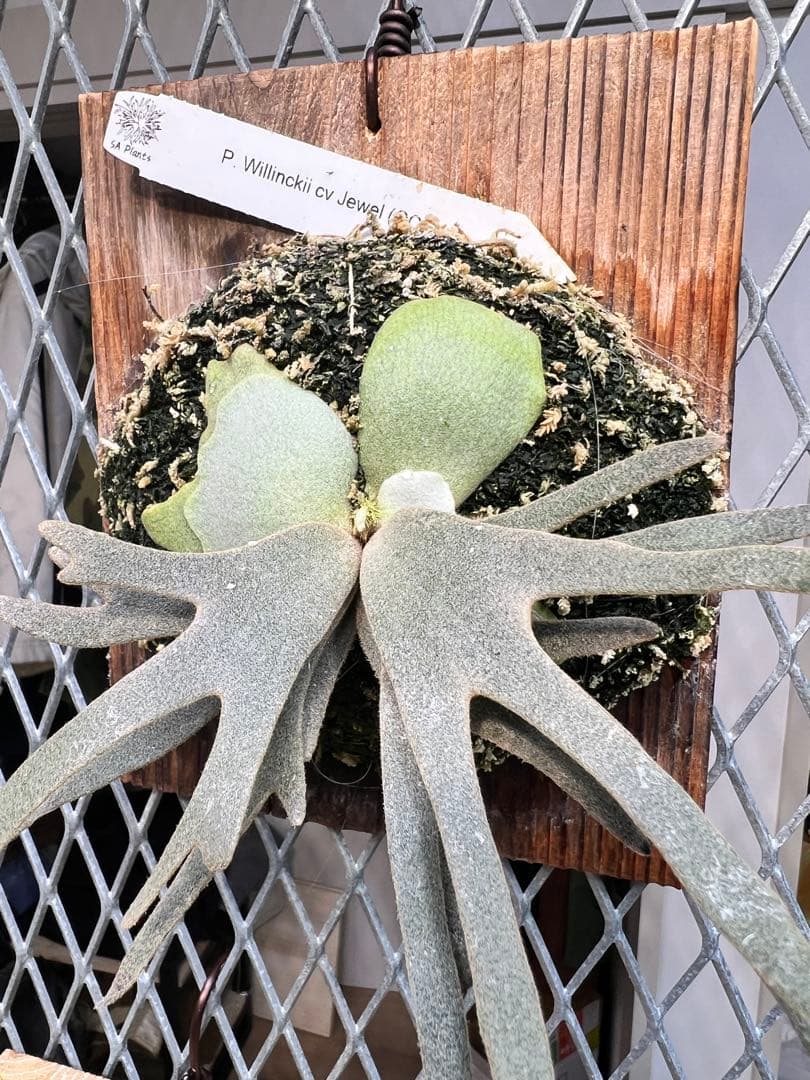 P. Wilinckii Jewel OC（Original Clone）
