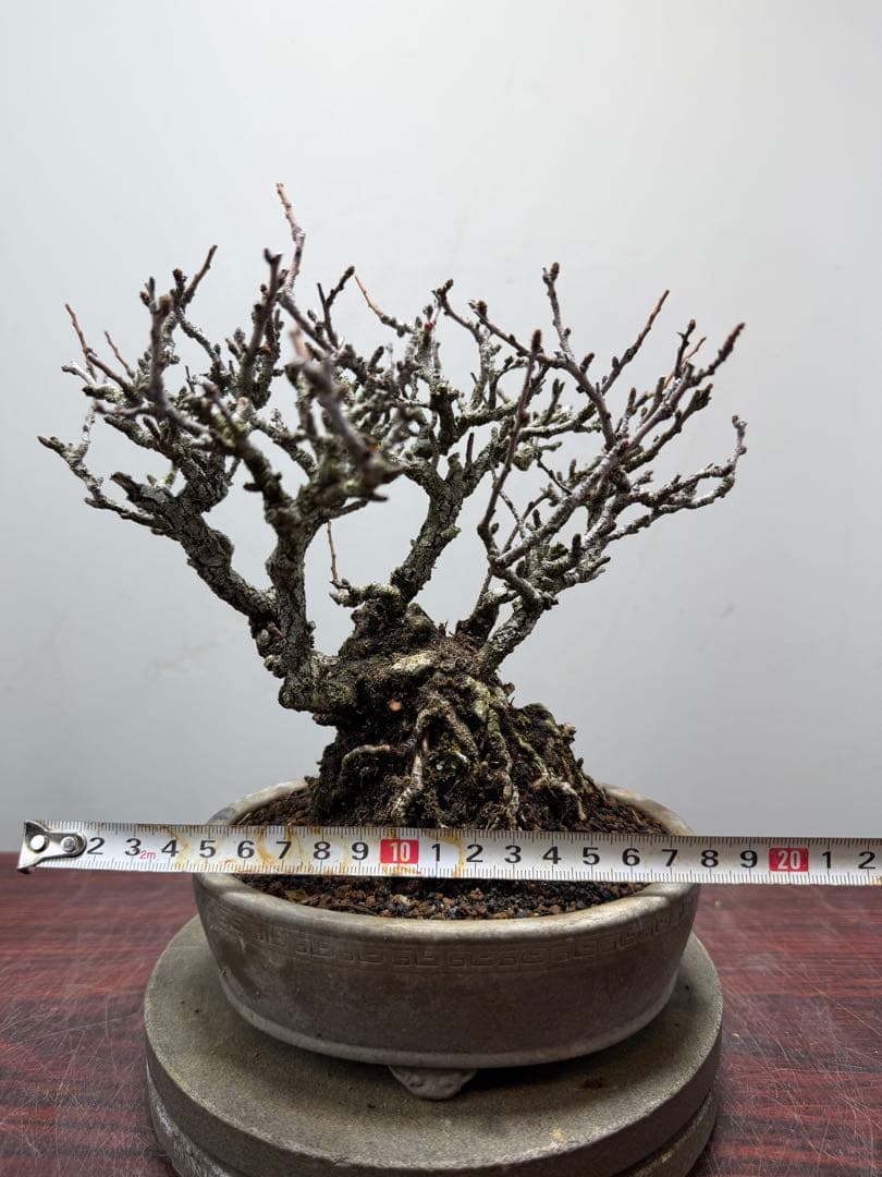 【ガチ盆栽】長寿梅　赤花　激古なり小サイズ　希少な一品