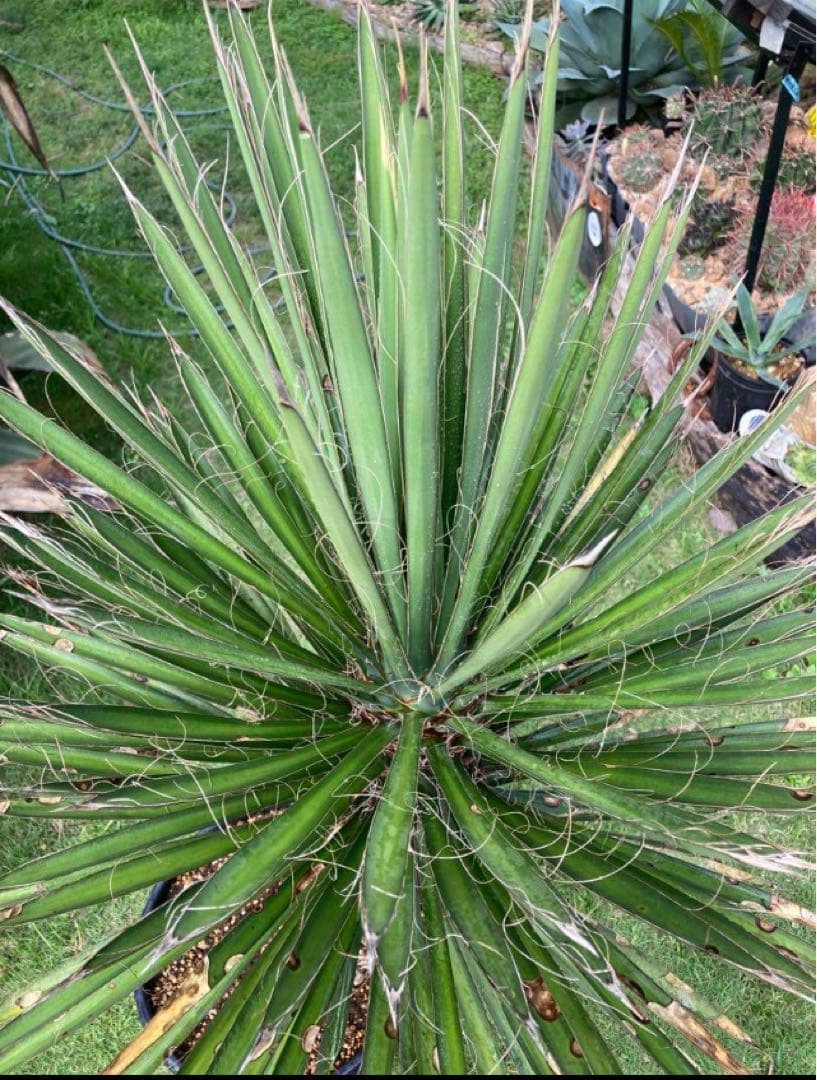 耐寒性ユッカ　フィリフェラ太大株◇ドライガーデン南国アガベ多肉サボテン　ヤシ島